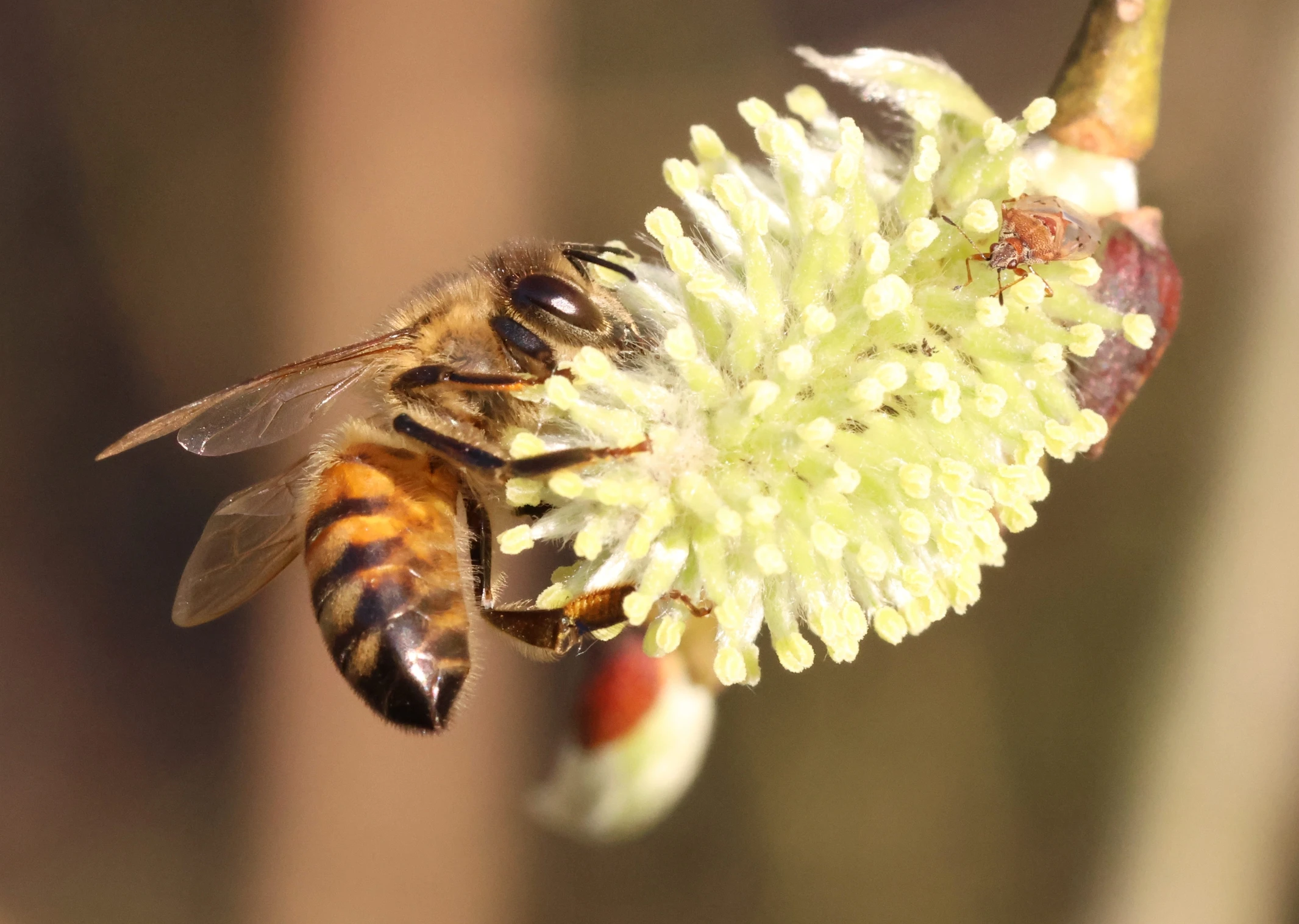 Bee foraging on a willow bud, with a tiny bug on the bud