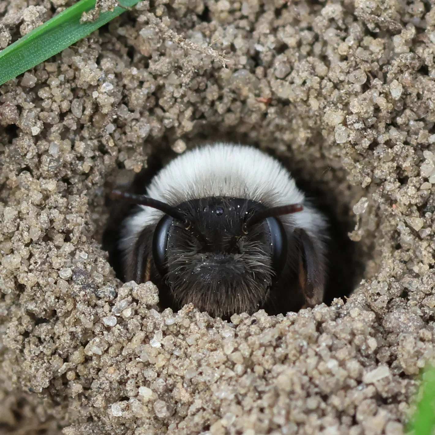 Macro photograph of a mining bee looking out the opening of a burrow in the dirt